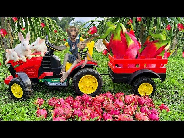 Farmer Bim Bim harvests Dragon Fruit and obediently takes care of Baby Monkey Obi