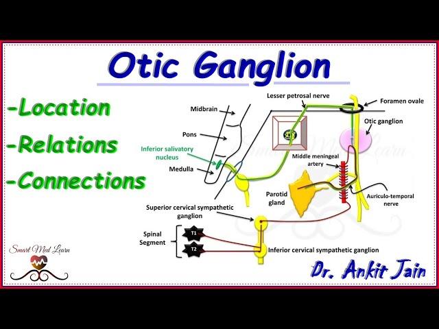 Otic ganglion /Anatomy/ Secretomotor (parasympathetic and sympathetic) pathway of parotid gland