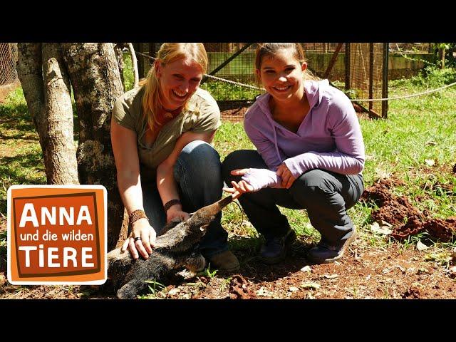 Wie schwer ist der Ameisenbär? | Reportage für Kinder | Anna und die wilden Tiere