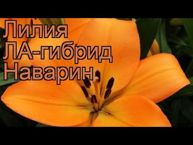 Лилия ла-гибрид Наварин (lilium la-hybrids navarin)  обзор: как сажать, луковицы лилии Наварин