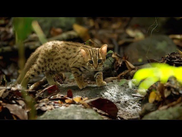 She's completely alone! This is the smallest wild cat in the world.