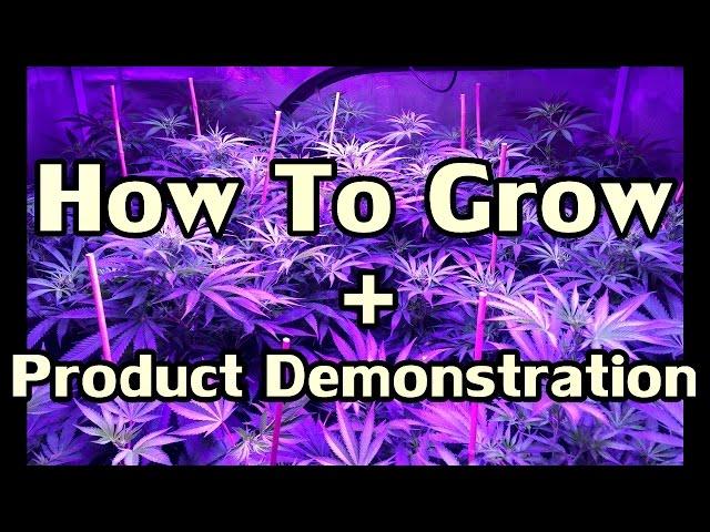 How To Grow Cannabis From Seed by Skunk Labs ft  NVclosetmedgrower & Mr  Tight