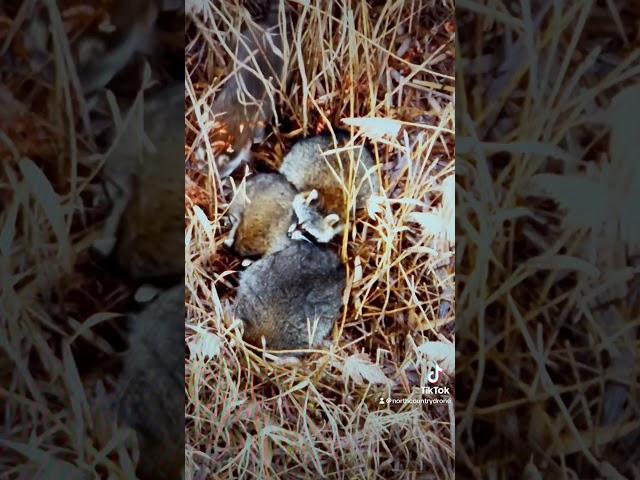 Thermal Drone Locates Family of Raccoons In Cattail Marsh #wildlife #drone #raccoon #dji