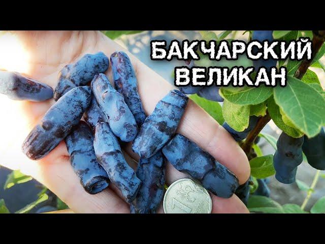 Жимолость Бакчарский великан