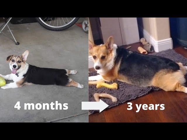 Watch My CORGI Grow Up (Puppy to 3 Years Old)