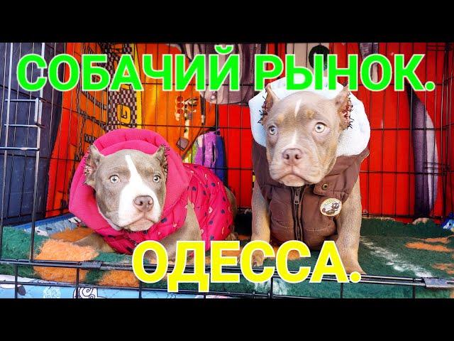 Собачий рынок Одесса. Разные породы собак. Продажа собак и кошек. Топ 5. Амбулли. Щенки. #зоотроп