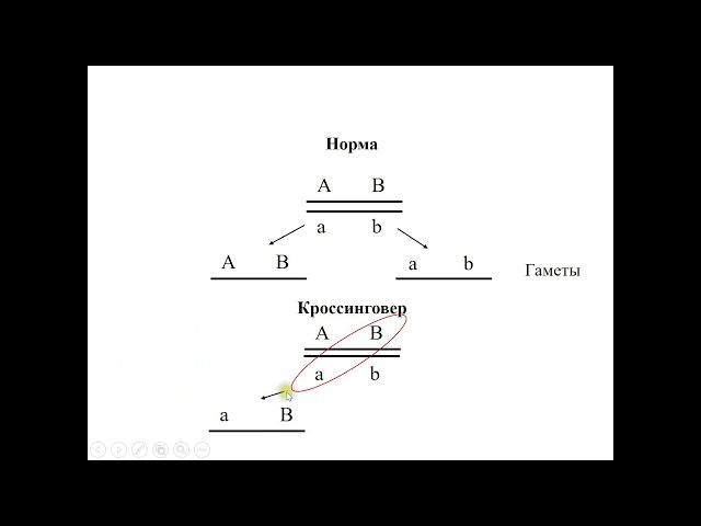 7  Задачи на кроссинговер