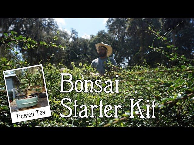 SCHLEY'S BONSAI Fukien Tea Bonsai Starter Kit