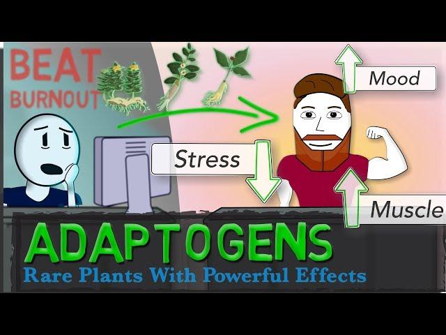 ADAPTOGENS EXPLAINED: Ginseng, Ashwagandha, Rhodiola + Science of Stress