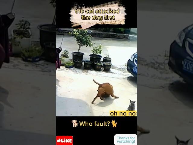 The dog killed the cat
