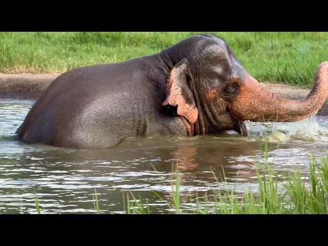 KhunDej's Joyful Recovery! - ElephantNews