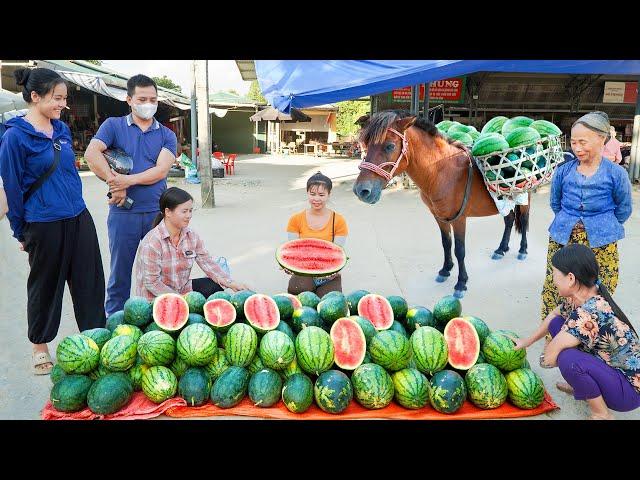 Use Horse To Harvesting And Carry Many Watermelon Goes To Countryside Market Sell. Ly Tieu Toan