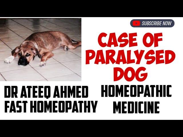 Case of Paralysed Dog cured by Arsenic alb/ Fastidious nature