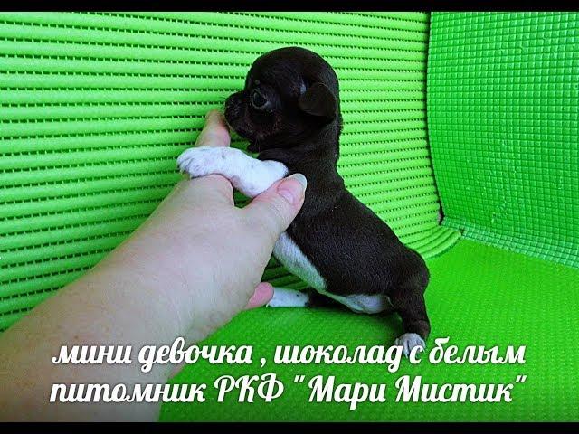 #МИНИЧИХУА ШОКОЛАД С БЕЛЫМ - ОТКРЫТ РЕЗЕРВ#КУПЛЮЧИХУАПРОДАМЩЕНКА#МАРИМСТИКПИТОМНИКРКФ