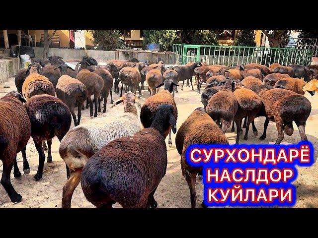 СУРХОНДАРЁ БАРАКАЛИ ЗОТЛИ ХИСОРИ КУЙЛАРИ #сурхондарёхисорикуйлари