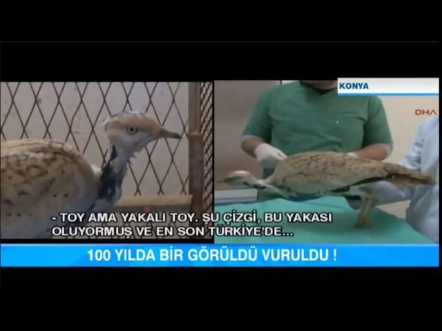 Türkiye'de En Son 1912 Yılında Görülen Toy Kuşu Avcılar Tarafından Vuruldu!