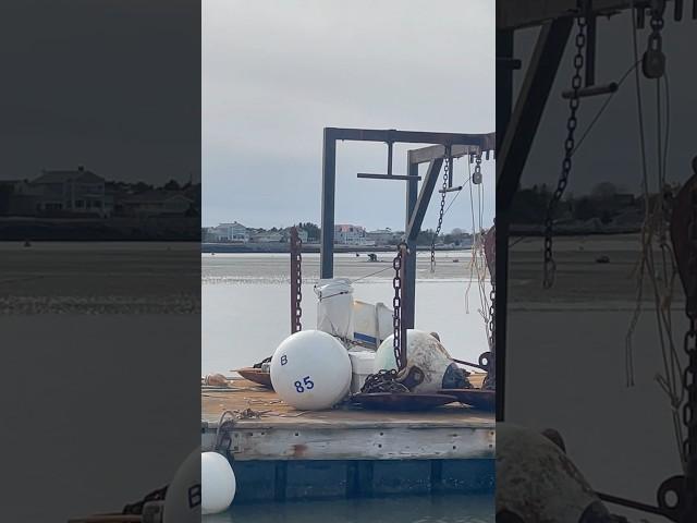 How to dig clams #clam #harvest #fishing #fisherman #seafood #shellfish #aquaculture