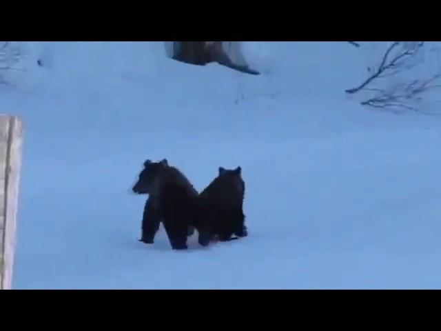 Доставай пистолет "Медведи"