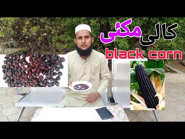 black corn kali makki available in pakistan