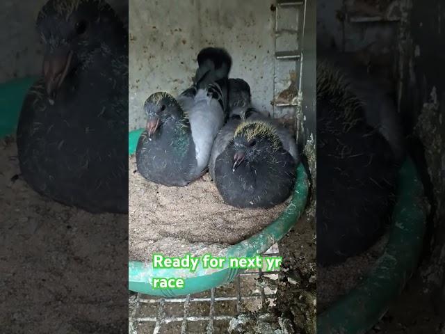 #newbreed #racingpipigeons #kabootar #chick #homerpigeon