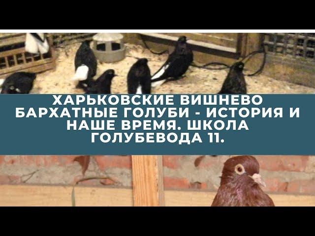 Харьковские вишнево бархатные голуби - история и наше время. Школа голубевода 11.