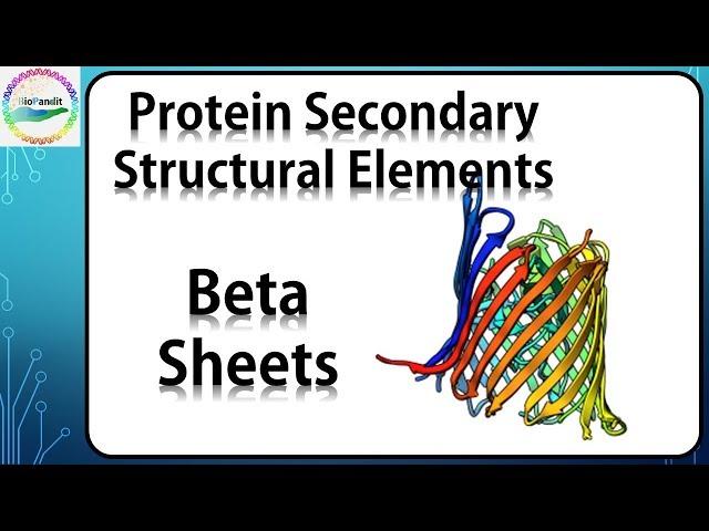 Beta Sheets in Proteins