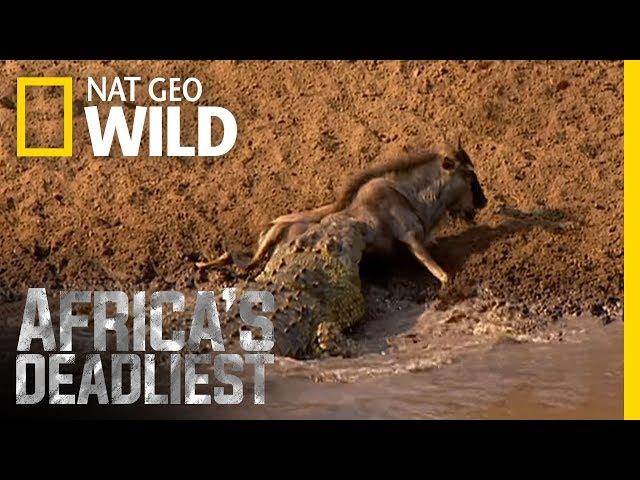 Croc Sneak Attack | Africa's Deadliest