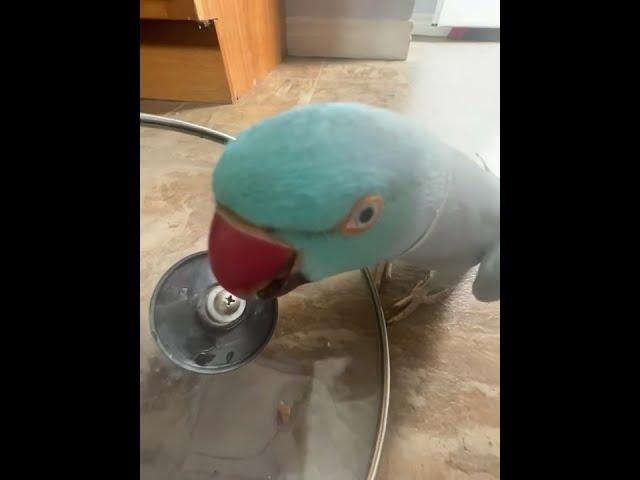 Kiwi The Parrot Calls Himself Chicken...