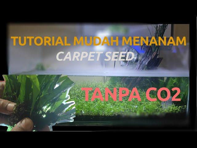 Tutorial Cara Mudah Menanam Carpet Seed aquascape Tanpa CO2 #1