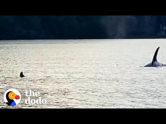 Otter Jumps On Guy’s Boat To Escape Orca | The Dodo