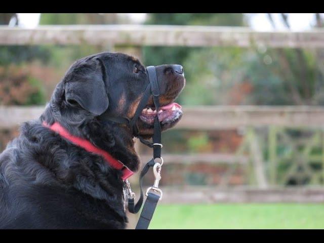 Teea - Rottweiler - 4 Week Residential Dog Training at Adolescent Dogs