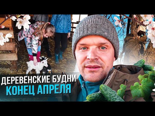 Деревенские будни. Первые огурцы. Большой выпуск.