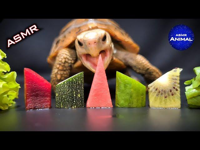 ASMR Mukbang Eating Food  Turtle Tortoise 96