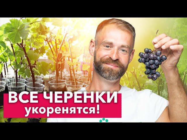 100% СПОСОБ УКОРЕНЕНИЯ ЧЕРЕНКОВ ВИНОГРАДА - всегда так делаю и результат отличный!