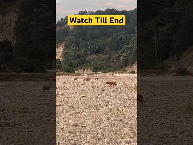 Tiger attack  Watch Till End - Jim Corbett National park #shorts #tiger #jimcorbett #travel