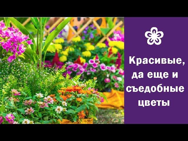  Красивые, да еще и съедобные цветы, которые придадут блюдам оригинальность