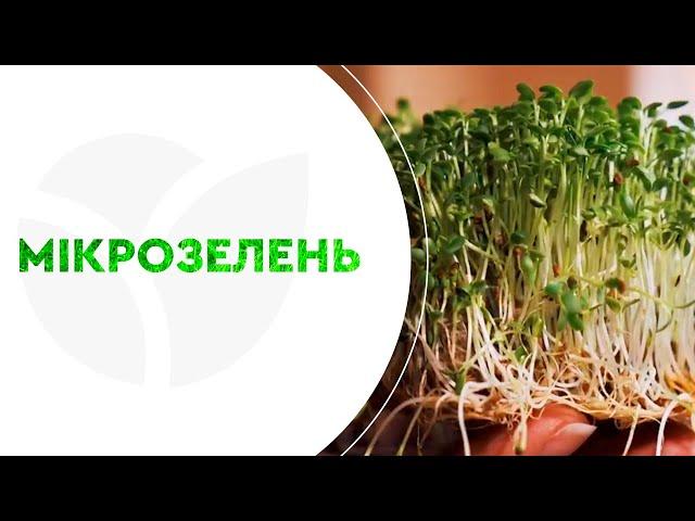 КУПИТИ НАСІННЯ МІКРОЗЕЛЕНІ | Agro-Market.ua