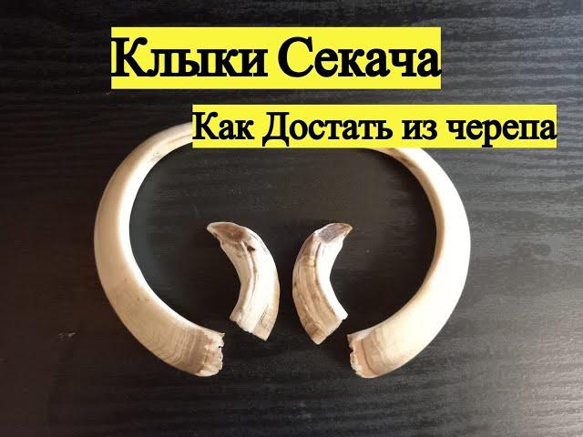 Клыки Секача. Вывариваем и обрабатываем.