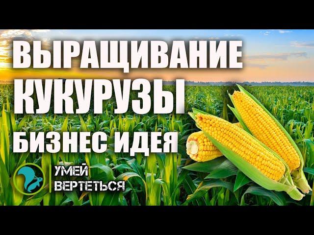 Выращивание кукурузы. Бизнес идея