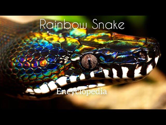 Ranibow Snake / Encyclopedia Channel#snake #snakes #serpent #viper #anaconda #anacondasnake