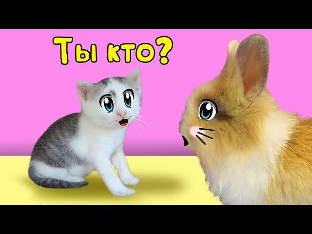 МАЛЮТКА КОТЕНОК и КРОЛИК БАФФИ знакомство ! КОТ МАЛЫШ  и КОШЕЧКА МУРЗЯ