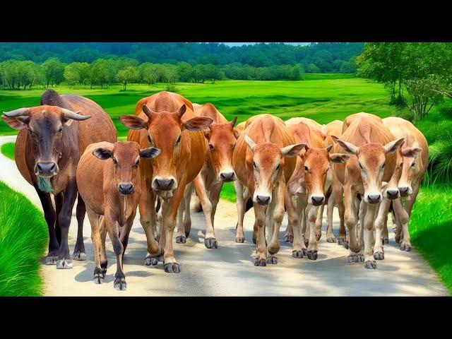 Sapi lembu jinak Bergerombolan bersama menuju lahan kandang peternakan, Suara sapi berlarian gembira