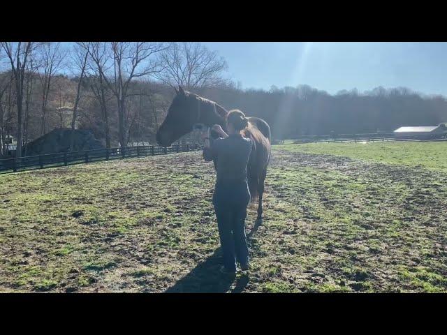 How To Take Tiz & Danebury From Paddock To Stalls In The Morning