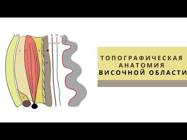 Топографическая анатомия височной области