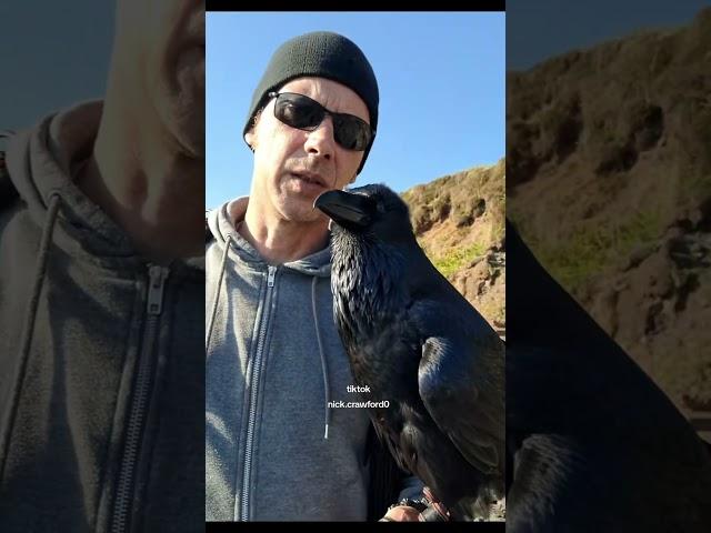 Ragnar raven amusement at his human. #raven