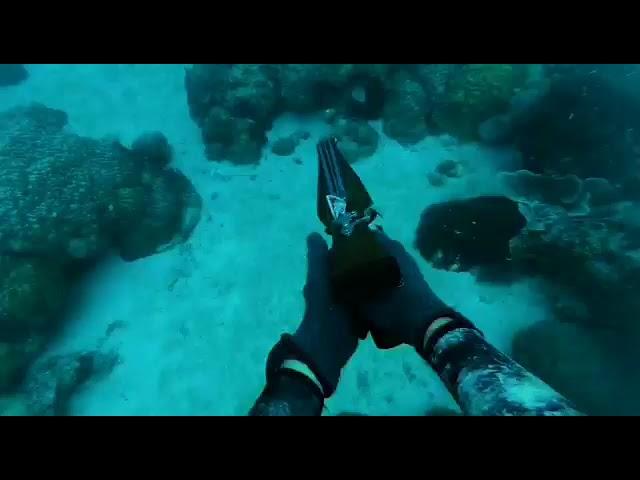 ONE BREATH AND EAT WHAT YOU CATCH (SPEARFISHING LIFE)