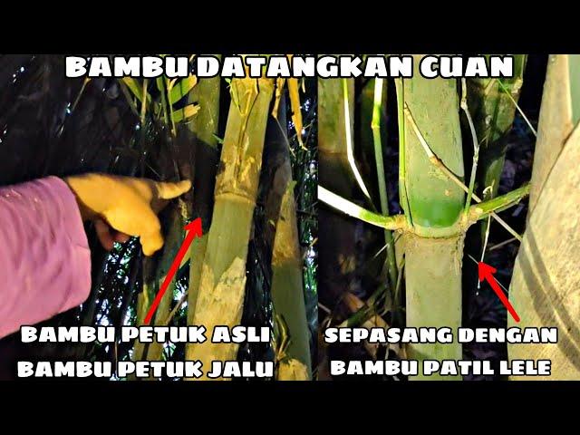 BAMBU UNIK PATIL LELE, BAMBU PETUK JALU, BAMBU SABDO JALU YG MEMPUNYAI KELEBIHAN ALAMI