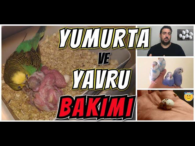 MUHABBET KUŞUM YUMURTLADI ! NE YAPMALIYIM ? YAVRU BAKIMINDA BUNLARA DİKKAT EDİN!