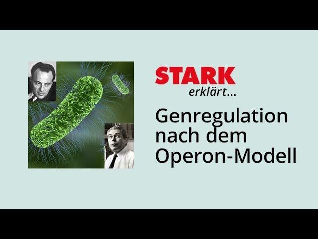 Genregulation nach dem Operon-Modell | STARK erklärt