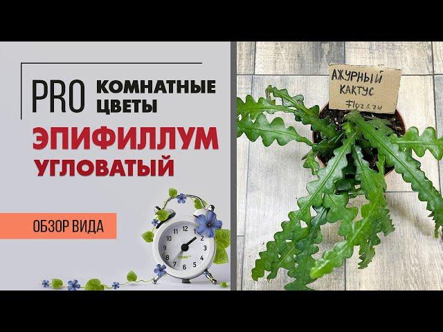 Эпифиллум угловатый – лесной кактус с красивыми цветами | Редкое комнатное растение